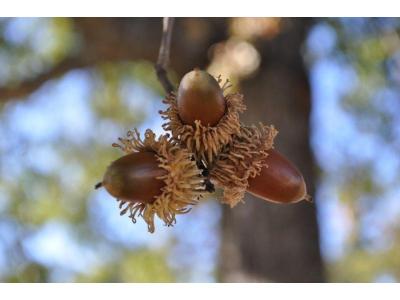 Turkish Turkey Oak (Quercus cerris) Acorn Seeds | Wild-Collected | Forestry Grade