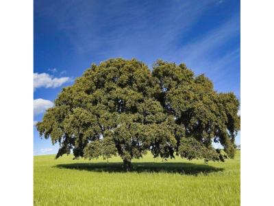 Turkish Turkey Oak (Quercus cerris) Acorn Seeds | Wild-Collected | Forestry Grade - 2