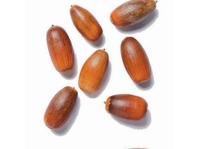 Turkish Turkey Oak (Quercus cerris) Acorn Seeds | Wild-Collected | Forestry Grade - 4