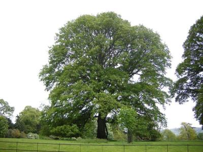 Turkish Turkey Oak (Quercus cerris) Acorn Seeds | Wild-Collected | Forestry Grade - 5