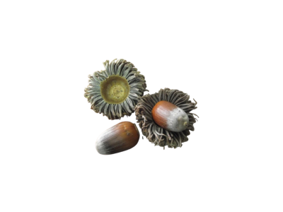 Turkish Turkey Oak (Quercus cerris) Acorn Seeds | Wild-Collected | Forestry Grade - 6