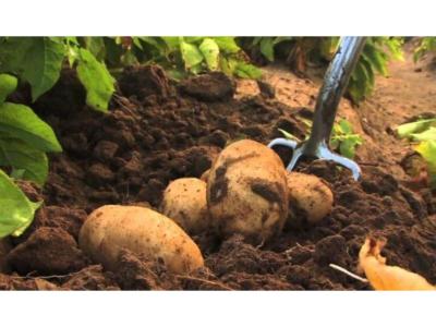 Turkish Agria Potatoes for Frying | Certified Seed | Up to 20,000 MT/Year Export - 2